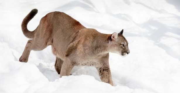 Coguaro: foto Coguaro: foto