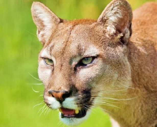 Coguaro: animale Coguaro: animale