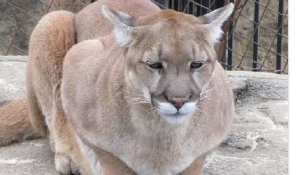 Coguaro estinto Coguaro estinto