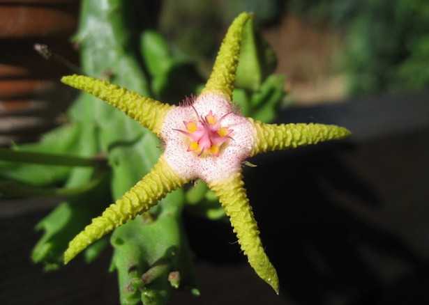 come coltivare la stapelia