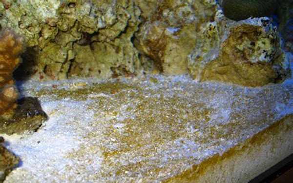 come eliminare le diatomee in acuqario marino