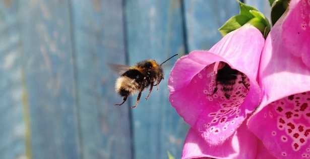 Corolla del fiore: foto