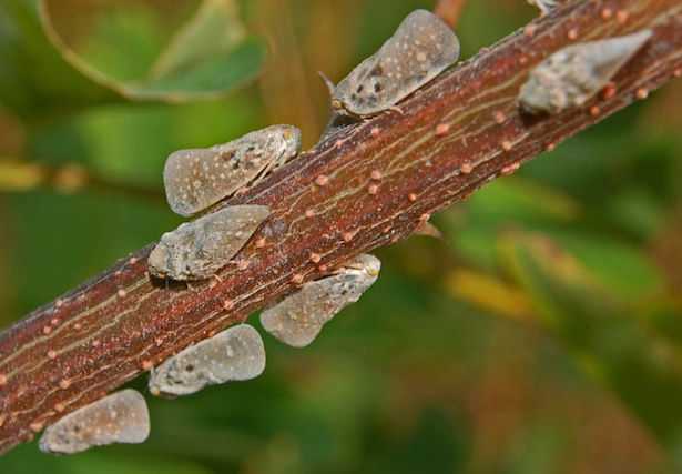 eliminare metcalfa come eliminarla