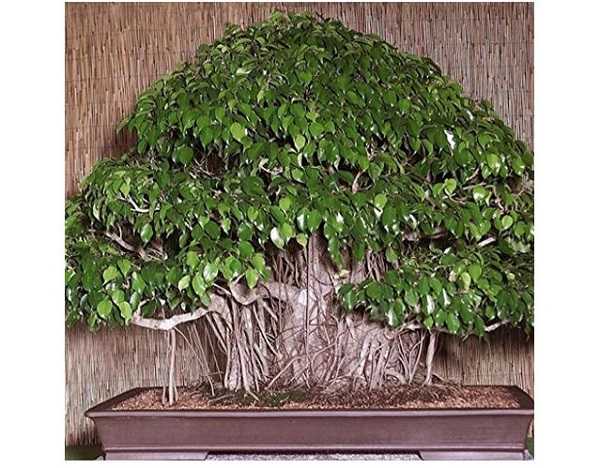 Ficus Benjamina bonsai