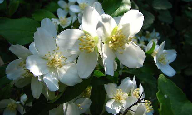 filadelfo pianta coltivazione