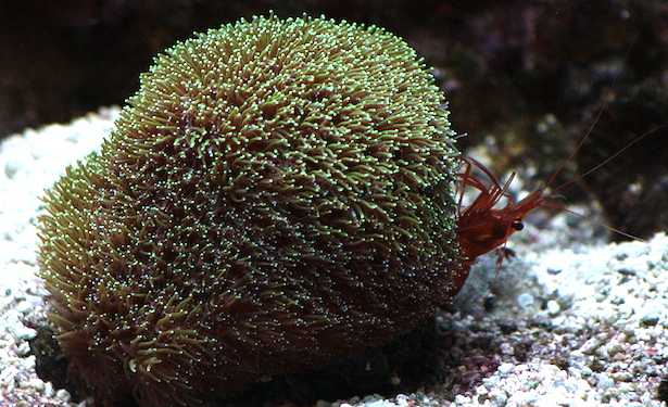 gambero mangia aiptasie