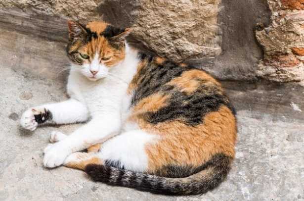 Gatto calico persiano
