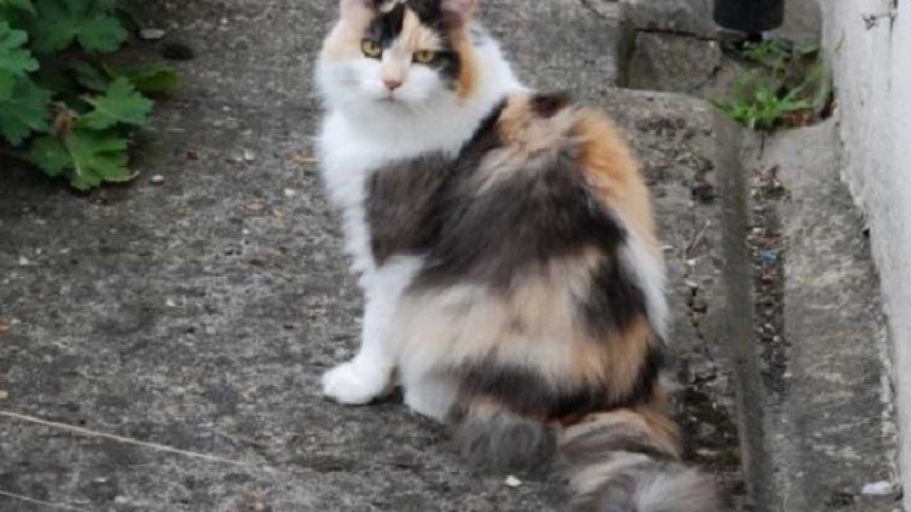 Gatto Calico Idee Green