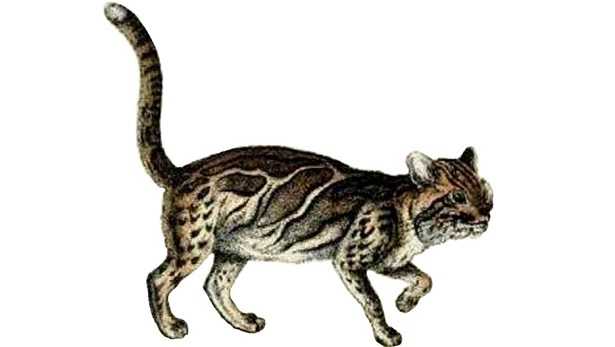 Gatto marmorizzato: varietà