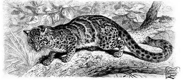 Gatto marmorizzato: pelo