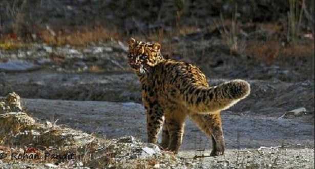 Gatto marmorizzato rosso