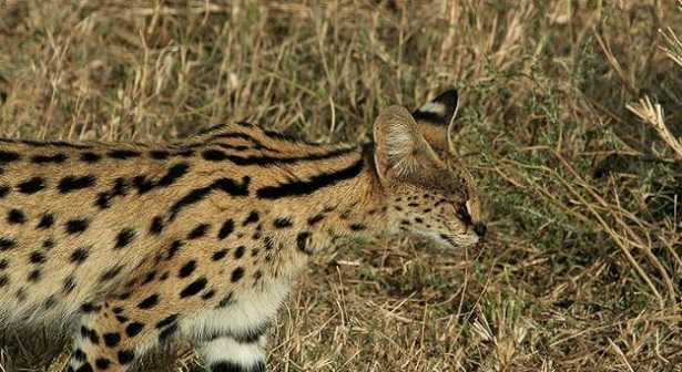 Gatto Serval: prezzo Gatto Serval: prezzo