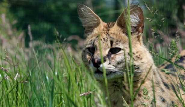 Gatto Serval e Savannah Gatto Serval e Savannah