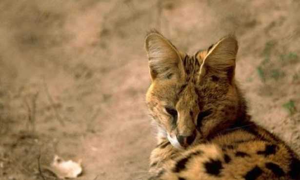 Gatto Serval Gatto Serval