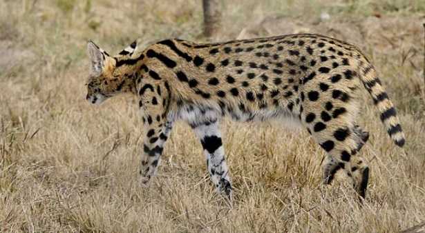 Gatto Serval Gatto Serval