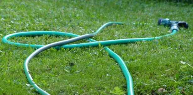 canna dell'acqua per prato