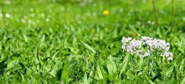 prato con fiore bianco