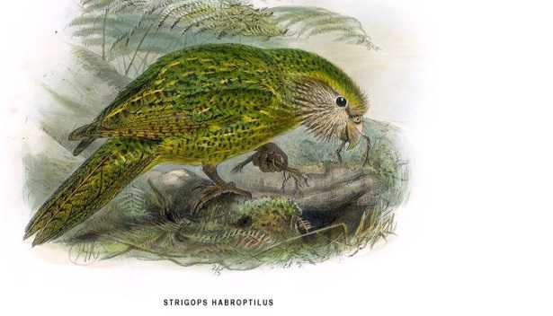 Kakapo: pappagallo Kakapo: pappagallo