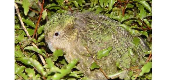 Kakapo