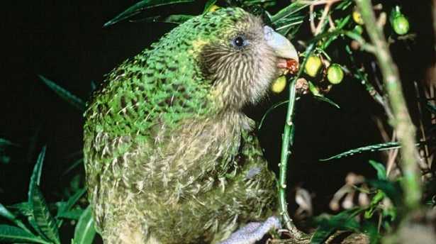 Kakapo Kakapo