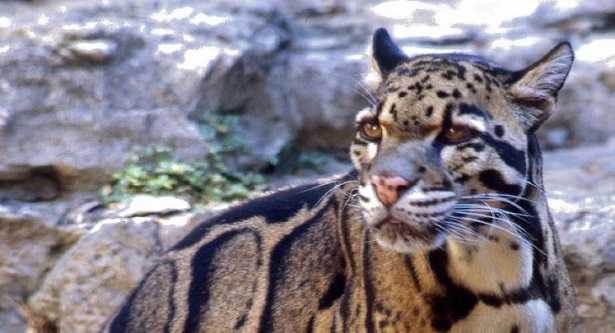 Leopardo nebuloso Leopardo nebuloso