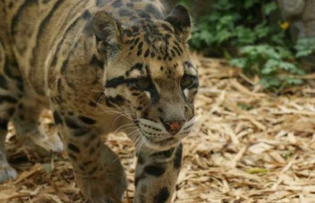 Leopardo nebuloso di Formosa Leopardo nebuloso di Formosa