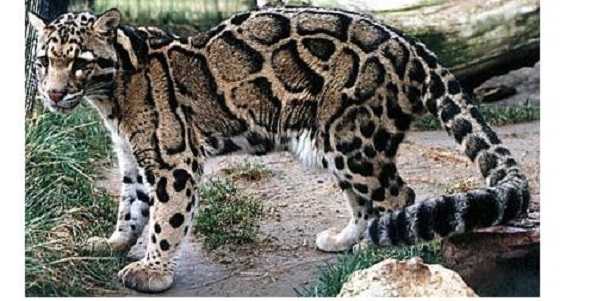 Leopardo nebuloso: estinto dal 2013 Leopardo nebuloso: estinto dal 2013