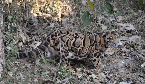 Leopardo nebuloso: cucciolo Leopardo nebuloso: cucciolo