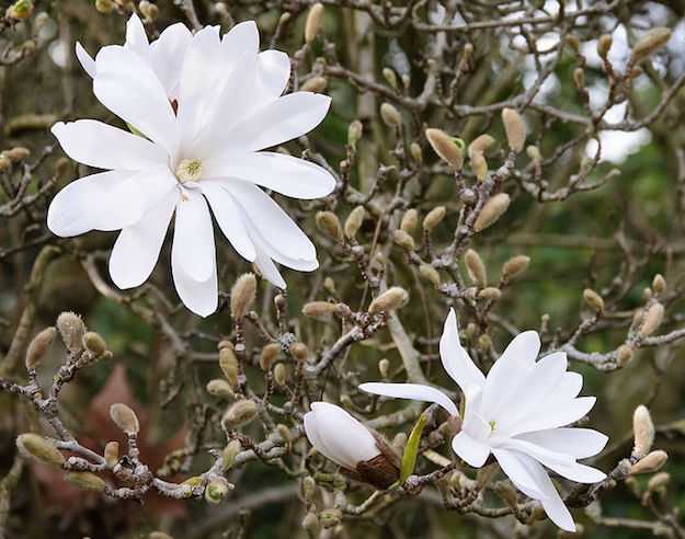 magnolia stellata pianta