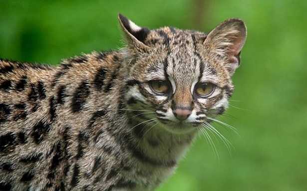 Margay: dimensioni