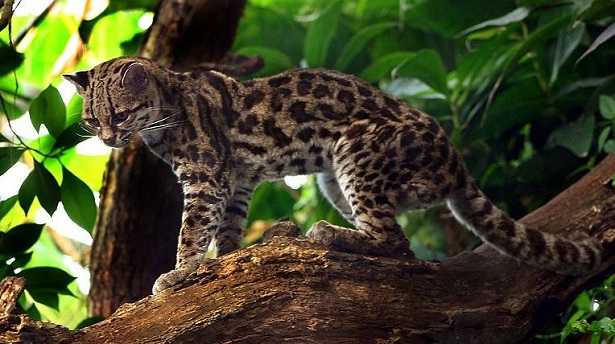 Margay domestico