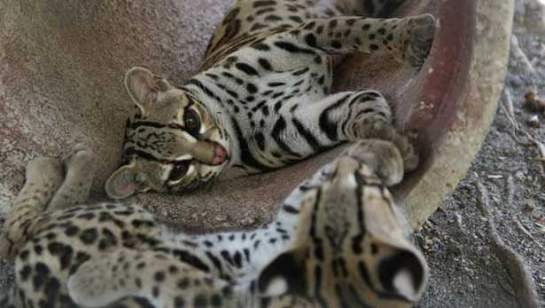 Margay