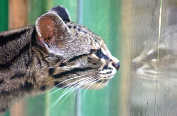 Margay gatto