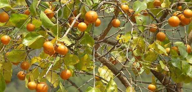 bacche Nux Vomica bacche Nux Vomica