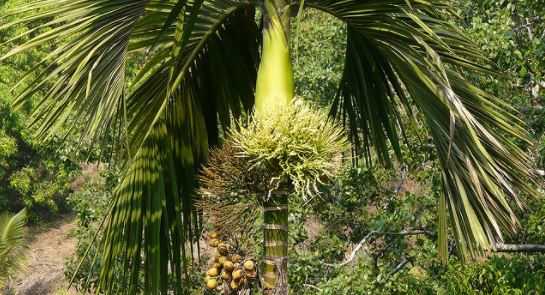 Palma Areca: cena Palma Areca: cena