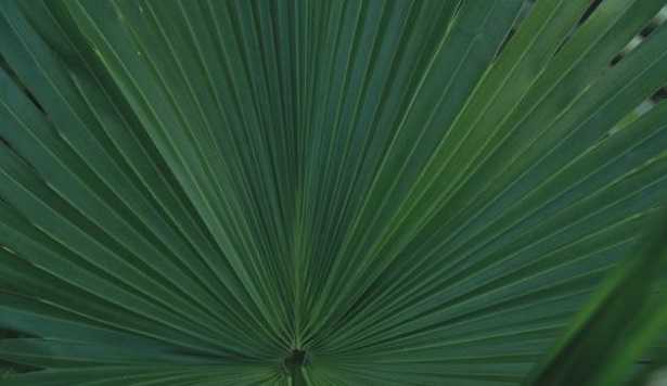 Palma Areca: pianta Palma Areca: pianta