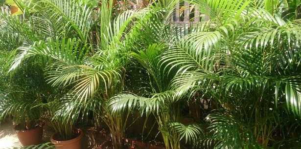 Palma Areca: prezzo Palma Areca: prezzo