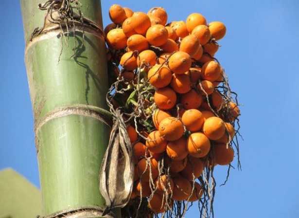 Palma Areca o dai frutti d'oro Palma Areca o dai frutti d'oro