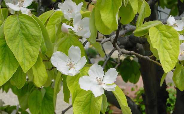 pero cotogno melo cotogno coltivare albero innesto