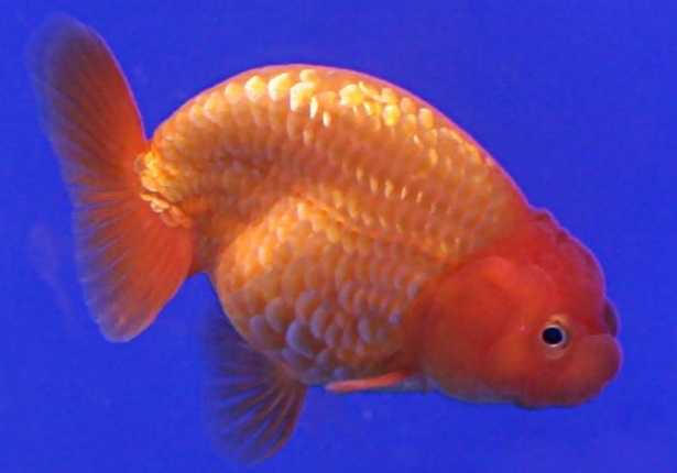 pesce testa di leone