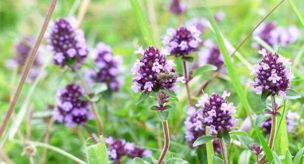 Piante rilassanti muscolari