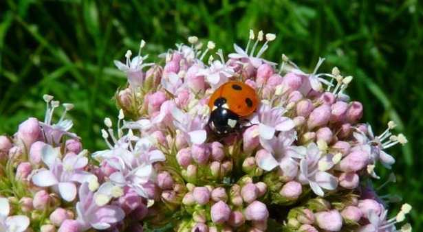 Piante rilassanti per dormire