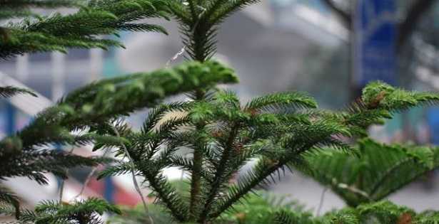 Pino Norfolk: caratteristiche