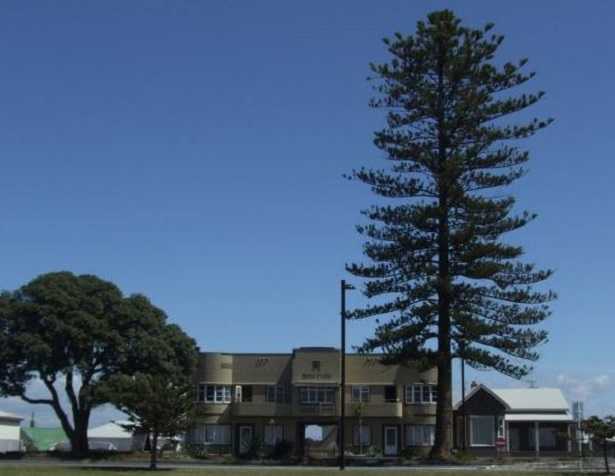 Pino Norfolk: pianta