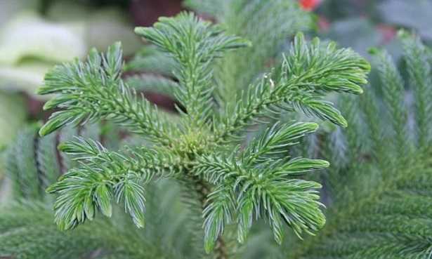 Pino Norfolk: prezzo