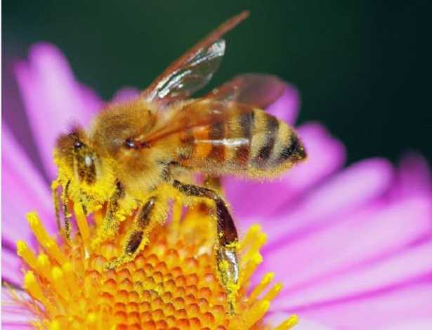 Raccolta del polline e trappole