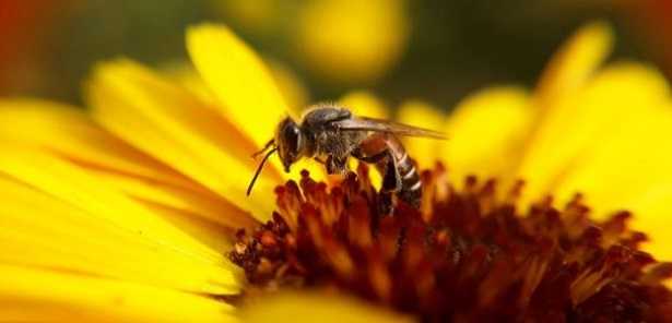 Raccolta del polline