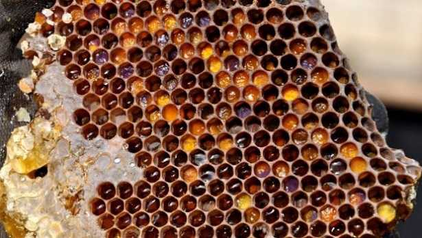 Raccolta polline: periodo