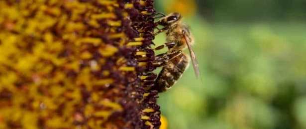 Raccolta del polline: api