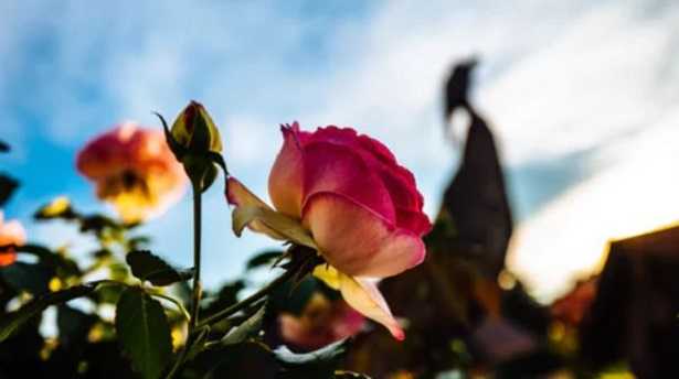 Rose da siepe Stromboli